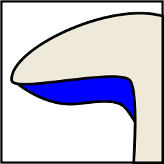 Mushroom gills classification in hindi