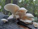 Pleurotus dryinus