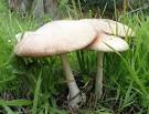 Edible Mushroom in hindi
