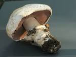 Agaricus bitorquis