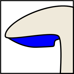 Mushroom gills classification