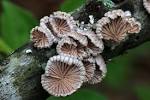 schizophyllum commune