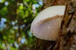 Edible Mushroom in hindi