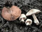 Edible Mushroom in hindi