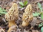 edible Mushrooms