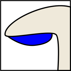 Mushroom gills classification in hindi