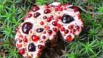 Hydnellum peckii