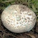 Agaricus bernardii 