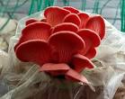pleurotus djamor