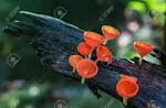 Jelly fungi 