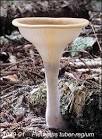 Pleurotus tuber-regium