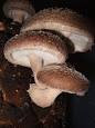 medicinal Mushroom