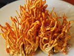 cordyceps militaris