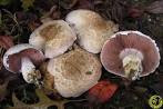 Agaricus bresadolanus