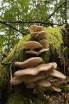 pleurotus fuscosquamulosus