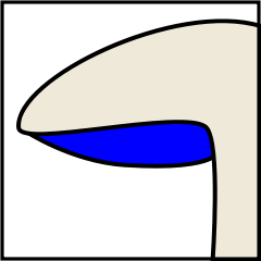 Mushroom gills classification