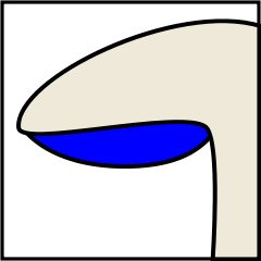 Mushroom gills classification