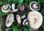 Agaricus bitorquis
