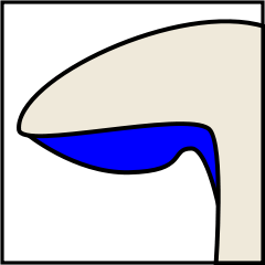 Mushroom gills classification in hindi