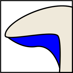 Mushroom gills classification