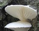 Pleurotus dryinus