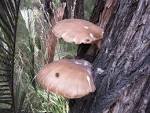 Pleurotus australis