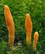 cordyceps militaris