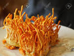 cordyceps militaris