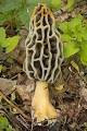 edible Mushrooms