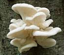 Cultivation of oyster mushroom in hindi