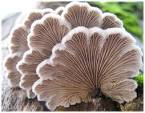schizophyllum commune