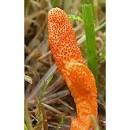 cordyceps militaris