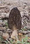Morchella sceptriformis