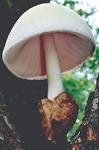 Edible Mushroom in hindi