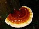 Ganoderma Tsugae