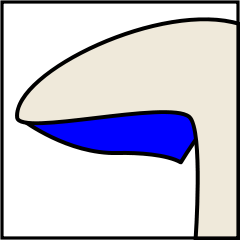 Mushroom gills classification in hindi
