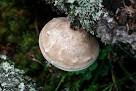 Fomitopsis betulina