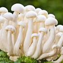 Cultivation of milky mushroom