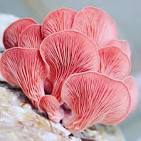 pleurotus djamor