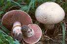 Agaricus bernardii 