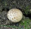 Cultivation of volvariella mushroom