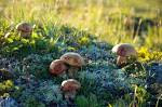 Edible fungi 