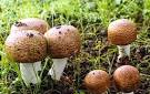 Agaricus blazei