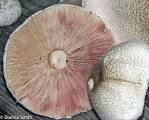 Agaricus blazei