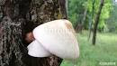 Edible Mushroom in hindi