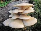 Pleurotus dryinus