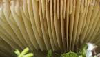 Mushroom gills(lamella Mycology) in hindi