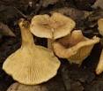 Pleurotus tuber-regium
