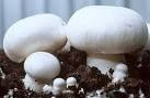 Button Mushroom(spawning)
