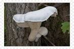 Pleurotus dryinus